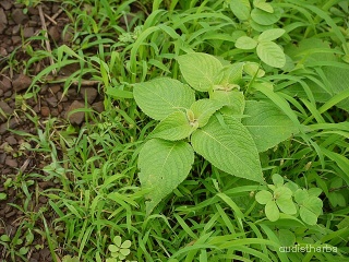 Strobilanthes callosus leaf8.jpg